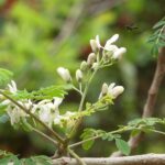 MORINGA FLOWERS
