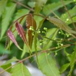 NEEM LEAVES