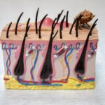 HORMONAL IMBALANCE CAUSES HAIR FALL: AYURVEDIC REMEDIES 2 - hair fall causes by hormonal imbalance