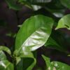 camphor leaves