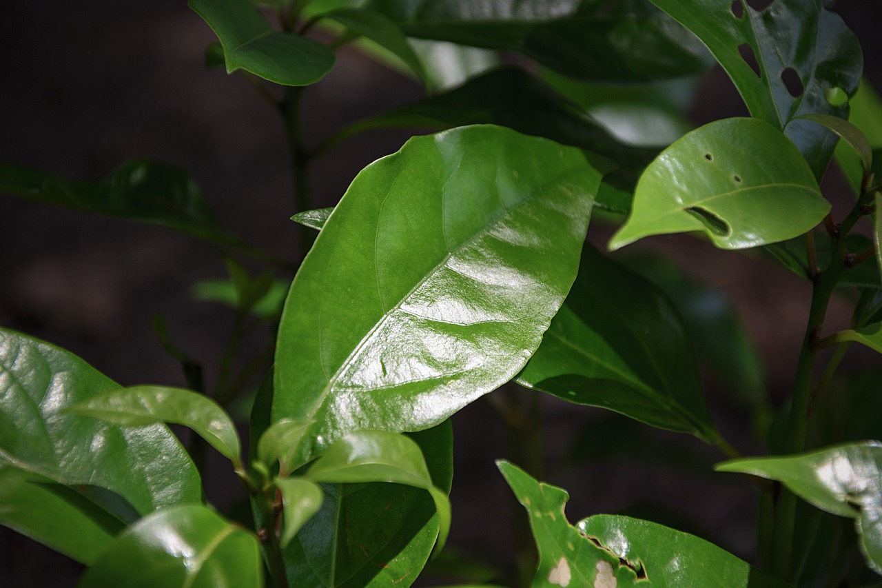 camphor leaves
