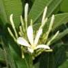 Champa/ plumeria flowers
