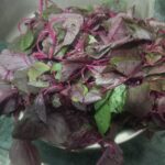 red spinach is helpful in treatment of piles