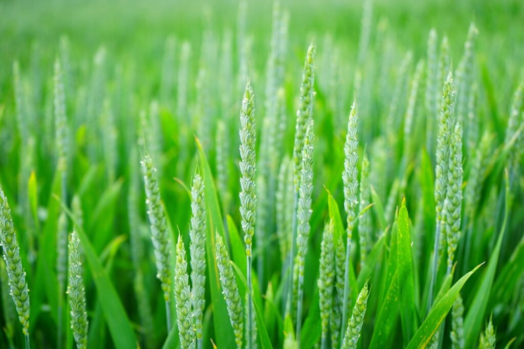 WHEAT GRASS