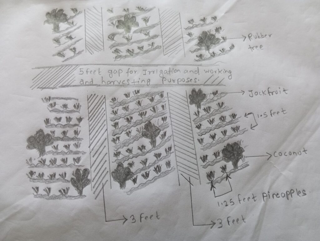 DETAILS OF PINEAPPLE FARMING
