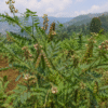 KULTHI-WHY THIS SUPERFOOD DESERVES PLACE IN YOUR DIET? 4 - KULTHI PLANT