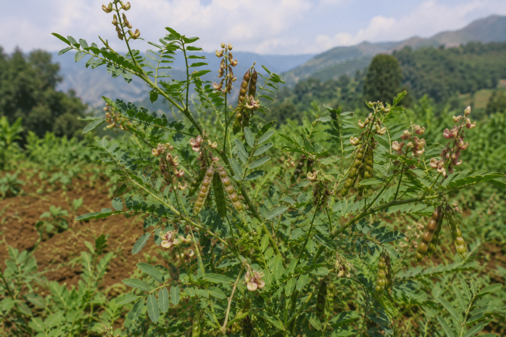 KULTHI PLANT
