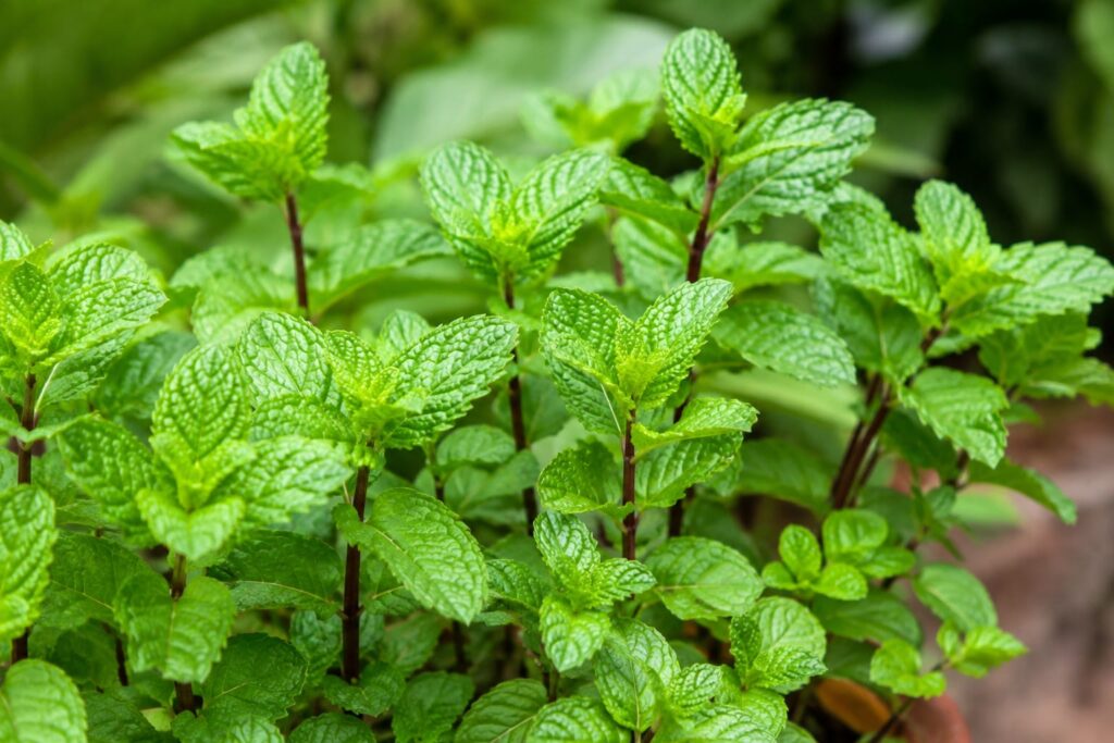 PEPPER MINT:10 AMAZING HEALTH BENEFITS AND USES 1 - PEPPER MINT PLANT